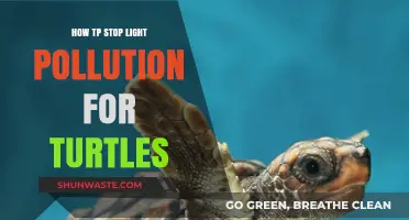 Protecting Turtles: Reducing Light Pollution on Beaches