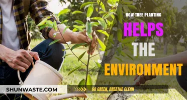 Planting Trees: A Powerful Way to Heal Our Environment