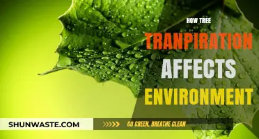 Tree Transpiration's Impact: Shaping Ecosystems and Climate Patterns