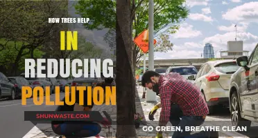 Trees: Natural Solution to Pollution