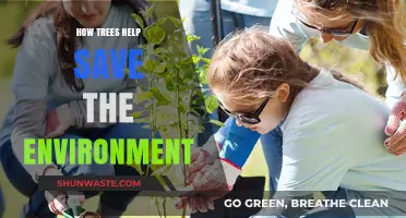 Trees: Nature's Lifeline for a Healthier, Sustainable Environment