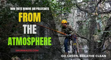 Trees: Nature's Air Purifiers and Climate Saviors