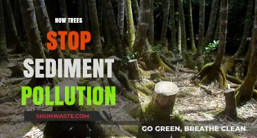 Trees: Natural Solution to Stop Sediment Pollution