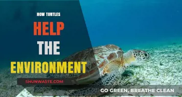 Turtles' Vital Role: Protecting Ecosystems and Preserving Environmental Balance