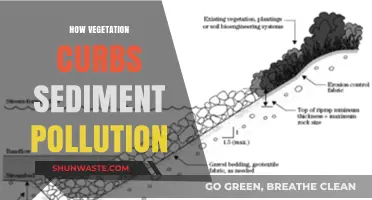 Vegetation: Nature's Solution to Sediment Pollution