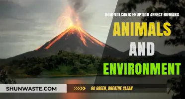 Volcanic Eruptions: Impacts on Humans, Wildlife, and Ecosystems Explained