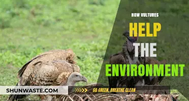 Vultures: Nature's Cleanup Crew and Ecosystem Guardians Explained