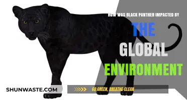 Black Panther's Global Impact: Environmental Influences and Cultural Resonance