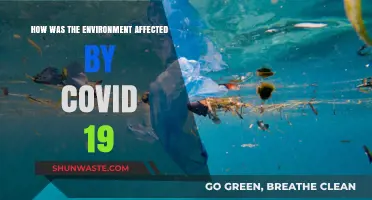 COVID-19's Environmental Impact: Unraveling Nature's Response to the Pandemic