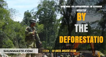 Ecuador's Deforestation Crisis: Environmental Impacts and Ecosystem Loss