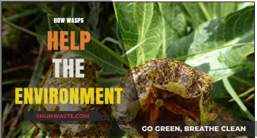 Wasps' Vital Role: Pollination, Pest Control, and Ecosystem Balance Explained