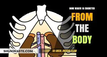 Understanding the Body's Waste Excretion Process: A Comprehensive Guide