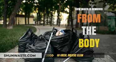 Efficient Body Detox: Understanding Waste Removal Processes and Health