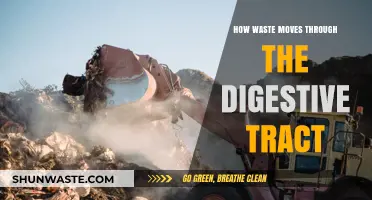 Digestive Journey: How Waste Moves Through Your Body