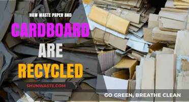 Transforming Trash: The Recycling Journey of Paper and Cardboard