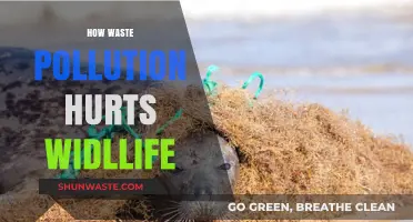 Waste Pollution: A Slow Poison for Wildlife