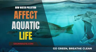 The Devastating Impact of Water Pollution on Aquatic Ecosystems