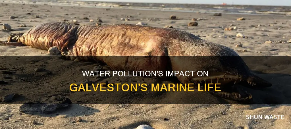 how water pollution affect marine life in galveston