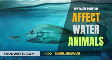 The Devastating Impact of Water Pollution on Aquatic Life