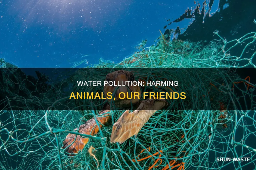 how water pollution affects animals for kids