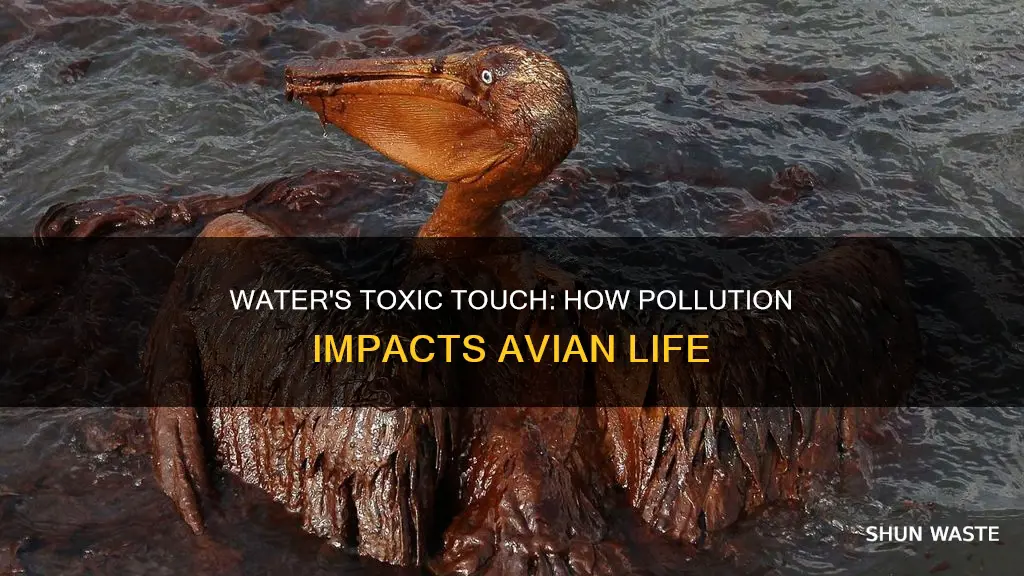 how water pollution affects birds