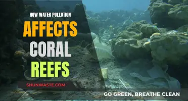 Coral Reefs in Crisis: Unveiling the Impact of Water Pollution