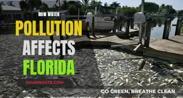 Water Pollution's Impact on Florida's Environment