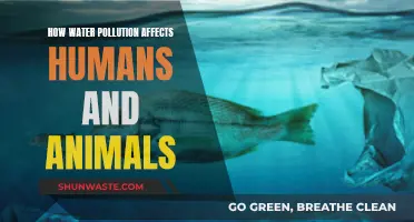 Water Pollution: Harming Humans and Animals Alike