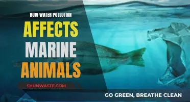 The Devastating Impact of Water Pollution on Marine Life