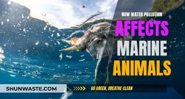 Water Pollution: Marine Life's Deadly Threat