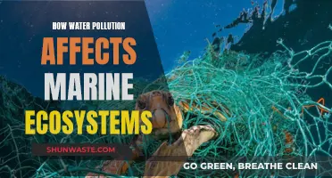 Water Pollution's Devastating Impact on Marine Life