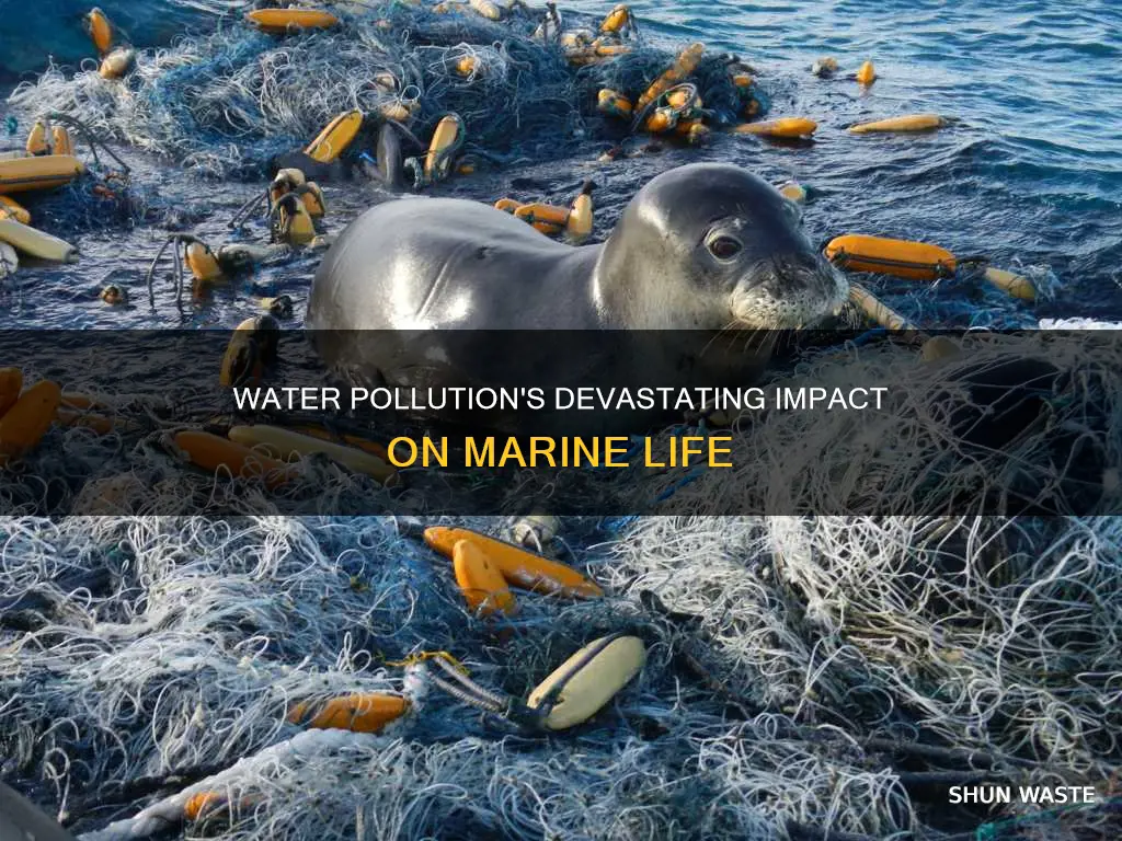 how water pollution affects marine ecosystems