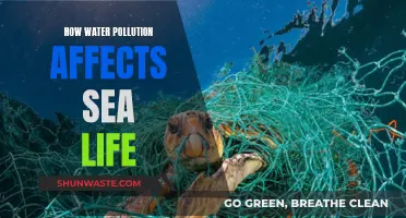 Water Pollution: Devastating Impact on Sea Life