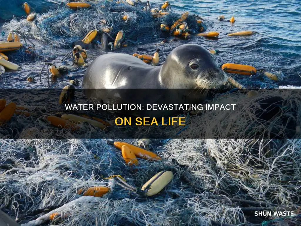 how water pollution affects sea life