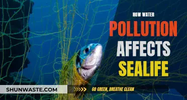 Water Pollution's Impact on Sealife: A Troubling Reality