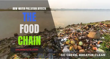 Water Pollution's Impact on the Food Chain