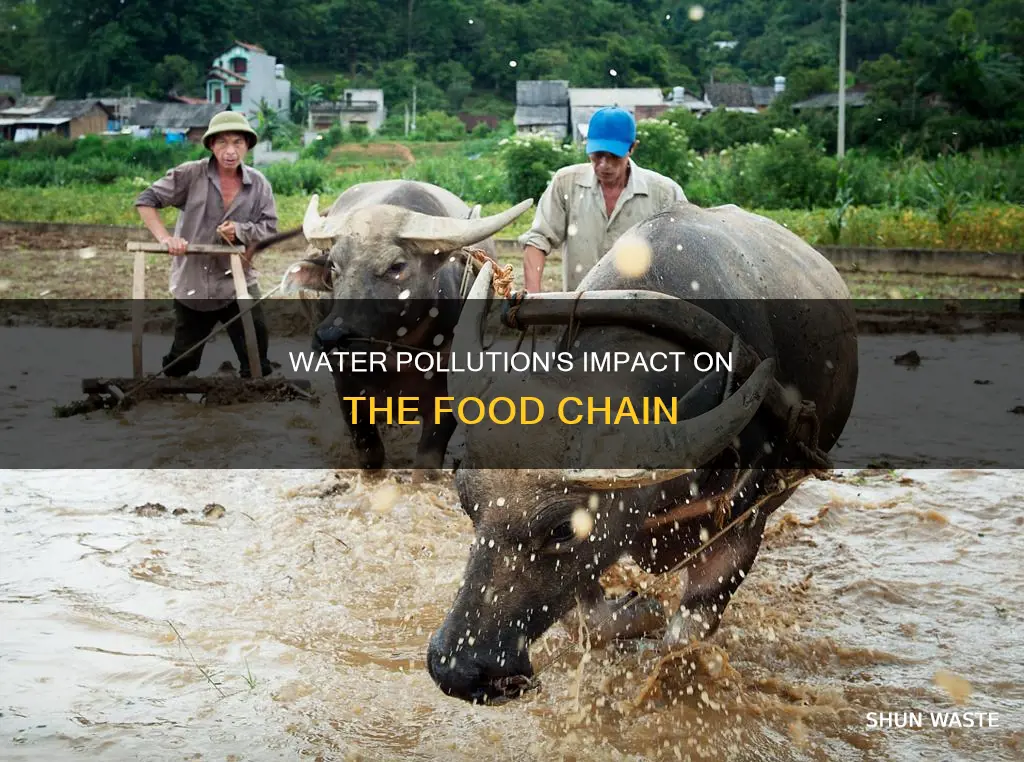 how water pollution affects the food chain