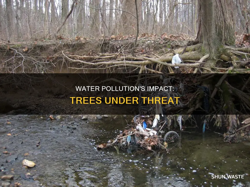 how water pollution is affecting trees
