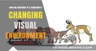 Adapting to Change: Navigating Our Dynamic Visual World's Evolution