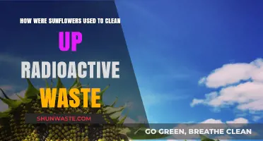 Sunflowers' Surprising Role in Cleaning Radioactive Waste: A Green Solution