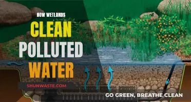 Nature's Water Purifier: How Wetlands Filter and Clean Polluted Streams