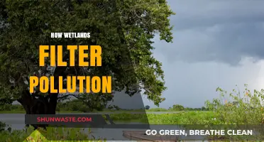 Wetlands: Natural Pollution Filters
