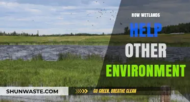 Wetlands: Nature's Lifeline Supporting Diverse Ecosystems and Environments