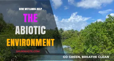 Wetlands: Essential Abiotic Environment Protectors and Ecosystem Balancers