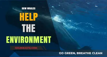 Whales' Vital Role in Sustaining Our Planet's Health and Climate