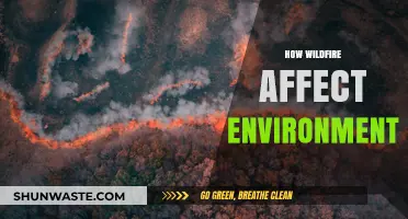 Wildfires' Devastating Impact: How They Reshape Our Environment and Ecosystems