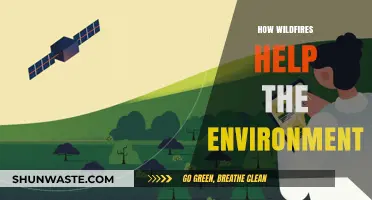 Wildfires' Surprising Role: How Destruction Fuels Environmental Renewal