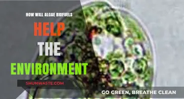 Algae Biofuels: A Sustainable Solution for Environmental Conservation