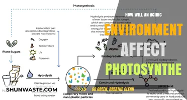 Acidic Conditions: Impact on Photosynthesis and Plant Survival Explained