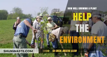 Growing Plants: A Simple Yet Powerful Way to Heal Our Planet